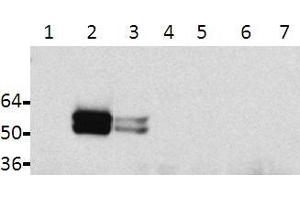 Western blot analysis of lysates from HeLa transfected cells: 1: Tau, 2: Tau + Fyn, 3: Tau + Src, 4: non-transfected, 5: TauY18F, 6: TauY18F + Fyn, 7: TauY18F + Src (tau 抗体  (pTyr18))