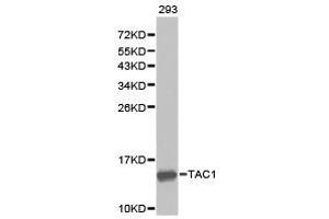 Western Blotting (WB) image for anti-Tachykinin, Precursor 1 (TAC1) antibody (ABIN1875012) (TAC1 抗体)
