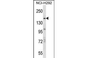 TRIM33 Antibody (C-term) (ABIN657566 and ABIN2846573) western blot analysis in NCI- cell line lysates (35 μg/lane). (TRIM33 抗体  (C-Term))