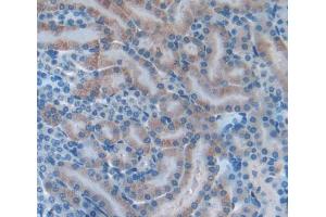 IHC-P analysis of Mouse Tissue, with DAB staining. (INHBB 抗体  (AA 297-411))