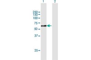 Western Blot analysis of SOX10 expression in transfected 293T cell line by SOX10 MaxPab polyclonal antibody. (SOX10 抗体  (AA 1-466))