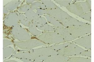 ABIN6278144 at 1/100 staining Mouse muscle tissue by IHC-P. (ING3 抗体  (Internal Region))