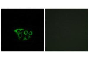 Immunofluorescence (IF) image for anti-ATP Synthase, H+ Transporting, Mitochondrial Fo Complex, Subunit G2 (ATP5L2) (Internal Region) antibody (ABIN1850832) (ATP5L2 抗体  (Internal Region))