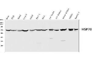 Western blot analysis of Hsp70 using anti-Hsp70 antibody (ABIN3043849).