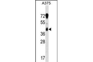 RCN1 Antibody (C-term) (ABIN1537098 and ABIN2848451) western blot analysis in  cell line lysates (35 μg/lane). (RCN1 抗体  (C-Term))