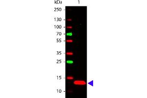 Western Blot of Rabbit anti-TSLP antibody. (Thymic Stromal Lymphopoietin 抗体)
