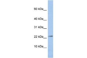 WB Suggested Anti-JAM3 Antibody Titration:  0. (JAM3 抗体  (N-Term))