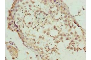 Immunohistochemistry of paraffin-embedded human testis tissue using ABIN7145484 at dilution of 1:100 (DEFB129 抗体  (AA 20-183))