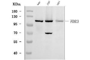 Western blot analysis of WDR3 using anti-WDR3 antibody (ABIN7599576).