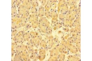 Immunohistochemistry of paraffin-embedded human pancreatic tissue using ABIN7171517 at dilution of 1:100 (ABI3BP 抗体  (AA 601-900))