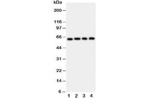 Western blot testing of p62 antibody and Lane 1:  rat brain;  2: HeLa;  3: U87;  4: A549 cell lysate (KHDRBS1 抗体  (N-Term))