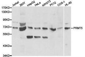 Western Blotting (WB) image for anti-Protein Arginine Methyltransferase 5 (PRMT5) antibody (ABIN1874327)