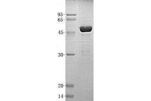 Western Blotting (WB) image for 14-3-3 epsilon (YWHAE) (Transcript Variant 1) protein (His tag) (ABIN2715554)
