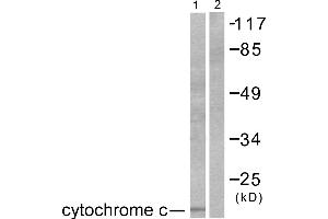 Western blot analysis of extracts from COS7 cells, using Cytochrome c antibody (#C0170). (Cytochrome C 抗体)