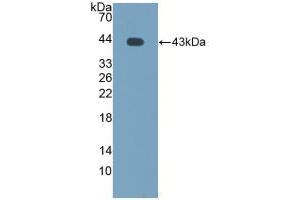 Western blot analysis of recombinant Cow MCP2. (CCL8 抗体  (AA 1-99))