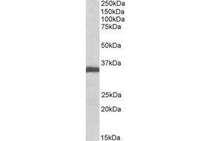 Western Blotting (WB) image for anti-Ephrin B2 (EFNB2) (Internal Region) antibody (ABIN2464896) (Ephrin B2 抗体  (Internal Region))