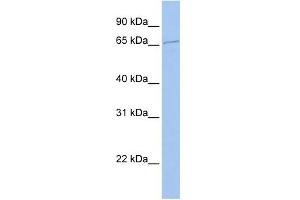 WB Suggested Anti-ECD Antibody Titration:  0. (ECD/SGT1 抗体  (N-Term))