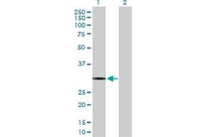 Western Blot analysis of PDYN expression in transfected 293T cell line by PDYN MaxPab polyclonal antibody. (PDYN 抗体  (AA 1-254))