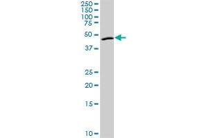 ANGPTL4 MaxPab rabbit polyclonal antibody. (ANGPTL4 抗体  (AA 1-406))