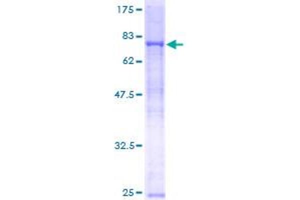 RNF8 Protein (AA 1-485) (GST tag)