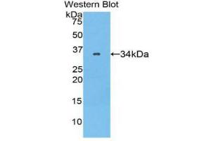 Western Blotting (WB) image for anti-Serpin Family A Member 7 (SERPINA7) (AA 128-415) antibody (ABIN1078579) (SERPINA7 抗体  (AA 128-415))