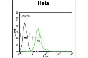 TRMT11 Antibody (C-term) (ABIN651583 and ABIN2840311) flow cytometric analysis of Hela cells (right histogram) compared to a negative control cell (left histogram). (Trmt11 抗体  (C-Term))