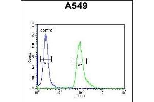 ABHD12 Antibody (N-term) (ABIN652851 and ABIN2842551) flow cytometric analysis of A549 cells (right histogram) compared to a negative control cell (left histogram). (ABHD12 抗体  (N-Term))