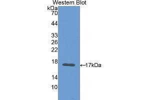 Western Blotting (WB) image for anti-Carcinoembryonic Antigen Gene Family (CEA) (AA 85-222) antibody (ABIN1077899) (CEA 抗体  (AA 85-222))