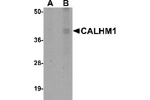 Western Blotting (WB) image for anti-Calcium Homeostasis Modulator 1 (CALHM1) (N-Term) antibody (ABIN1031289) (CALHM1 抗体  (N-Term))