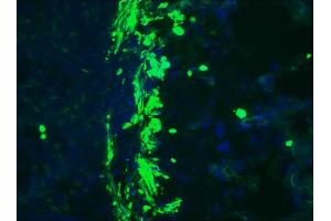 Image no. 1 for anti-Desmin (DES) antibody (ABIN335360) (Desmin 抗体)