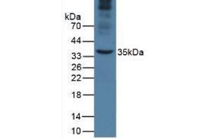 Western Blot; Sample: Mouse Liver Tissue. (APOA5 抗体  (AA 21-210))