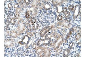 UST antibody was used for immunohistochemistry at a concentration of 4-8 ug/ml to stain Epithelial cells of renal tubule (arrows) in Human Kidney. (UST 抗体  (C-Term))
