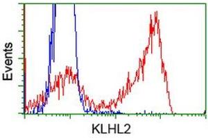 Image no. 2 for anti-Kelch-Like 2, Mayven (KLHL2) (AA 1-100), (AA 494-593) antibody (ABIN1490547) (KLHL2 抗体  (AA 1-100, AA 494-593))