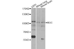 Western blot analysis of extracts of various cell lines, using BOC antibody (ABIN6290104) at 1:1000 dilution. (BOC 抗体)