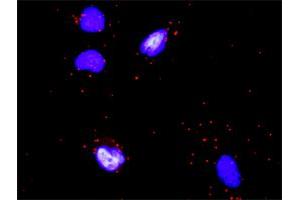 Proximity Ligation Analysis of protein-protein interactions between OSM and COL4A6. (Oncostatin M 抗体  (AA 1-252))