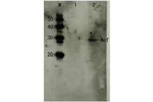 Western Blotting (WB) image for anti-HIV-1 Nef (full length) antibody (ABIN2452025) (HIV-1 Nef (full length) 抗体)