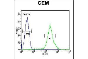 Flow cytometric analysis of CEM cells (right histogram) compared to a negative control cell (left histogram). (RCL 抗体  (N-Term))
