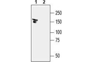 Western blot analysis of mouse brain lysates: - 1.