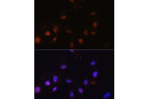 Immunofluorescence (IF) image for anti-SNW Domain Containing 1 (SNW1) (AA 300-536) antibody (ABIN7270386)