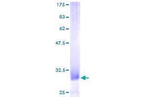 ARAP3 Protein (AA 49-74) (GST tag)