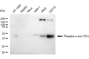 Western blotting analysis using Phospho-c-Jun (T91) antibody (ABIN7799146).