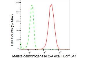 anti-Malate Dehydrogenase 2, NAD (Mitochondrial) (MDH2) antibody