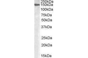 Western Blotting (WB) image for Mannosidase, Alpha, Class 2A, Member 1 (MAN2A1) peptide (ABIN369290)