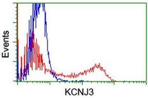HEK293T cells transfected with either RC205322 overexpress plasmid (Red) or empty vector control plasmid (Blue) were immunostained by anti-KCNJ3 antibody (ABIN2455489), and then analyzed by flow cytometry. (KCNJ3 抗体  (AA 279-501))
