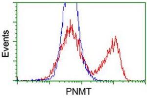 HEK293T cells transfected with either RC206586 overexpress plasmid (Red) or empty vector control plasmid (Blue) were immunostained by anti-PNMT antibody (ABIN2454517), and then analyzed by flow cytometry. (PNMT 抗体)