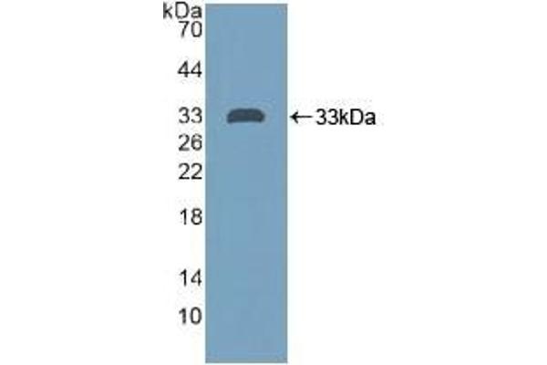 PTPRH 抗体  (AA 844-1096)