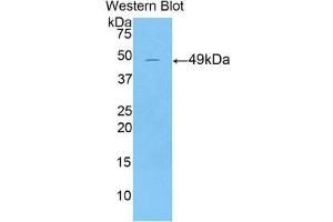 Western Blotting (WB) image for anti-Keratin 18 (KRT18) (AA 1-423) antibody (ABIN1174386)