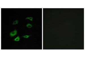 Immunofluorescence (IF) image for anti-Anaphase Promoting Complex Subunit 1 (ANAPC1) (Internal Region) antibody (ABIN1850402) (APC1 抗体  (Internal Region))