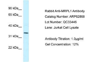 Western Blotting (WB) image for anti-Mitochondrial Ribosomal Protein L1 (MRPL1) (N-Term) antibody (ABIN2789275) (MRPL1 抗体  (N-Term))