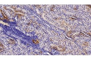 Detection of IGF1 in Porcine Kidney Tissue using Polyclonal Antibody to Insulin Like Growth Factor 1 (IGF1)